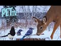 Deer In A Snowy Meadow Relaxing Wildlife For Pets Their Owners To Watch Dog TV Cat TV