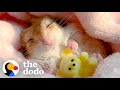 Gerbil Insists On Being Swaddled For His Naps | The Dodo