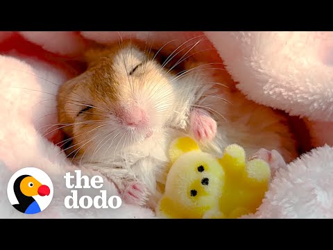 La gerbille insiste pour être emmaillotée pour ses siestes | le dodo