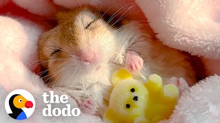 Gerbil Insists On Being Swaddled For His Naps | The Dodo by The Dodo