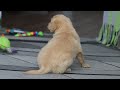 Golden Retriever dogs for sale: Tiger - Video 1