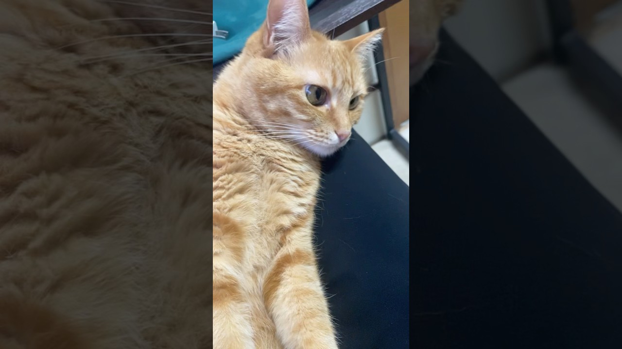 #shorts #猫shorts #catshorts #fyp #おすすめ #猫 #子猫 #cat #catlover #癒し #かわいい #猫のいる暮らし #猫好きさんと繋がりたい #癒しの猫時間