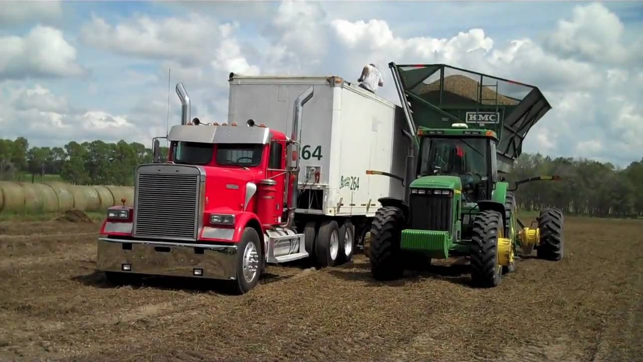 Picking Peanuts - 2009