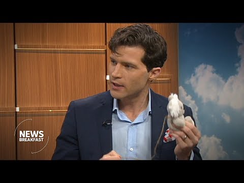 How massive is the Milky Way? We explain with a toy koala | ABC News