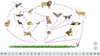 Eğitim Vadisi 10.Sınıf Biyoloji 16.Föy Ekosistemde Madde ve Enerji Akışı Konu Anlatım Videoları