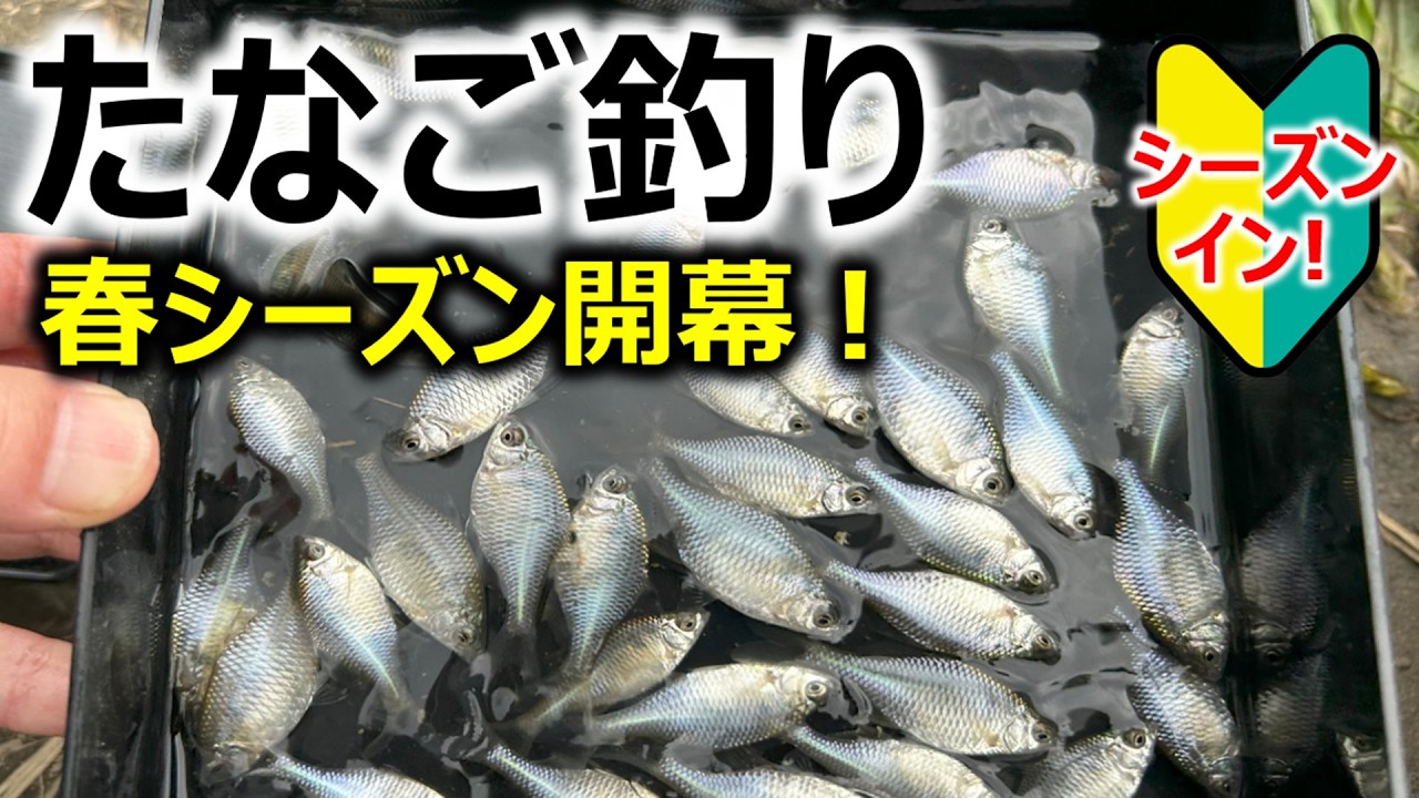 【春シーズンイン！】タナゴ釣り
