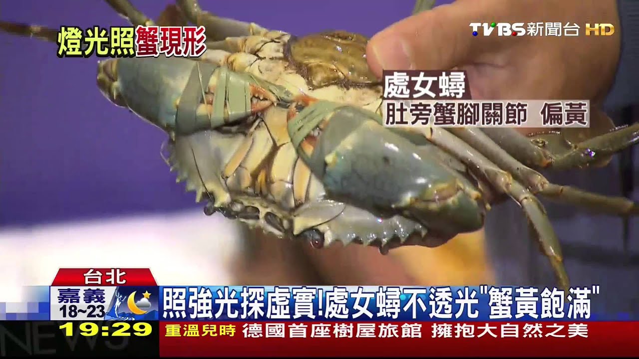挑蟹撇步！處女蟳照光源　花蟹看「八塊肌」