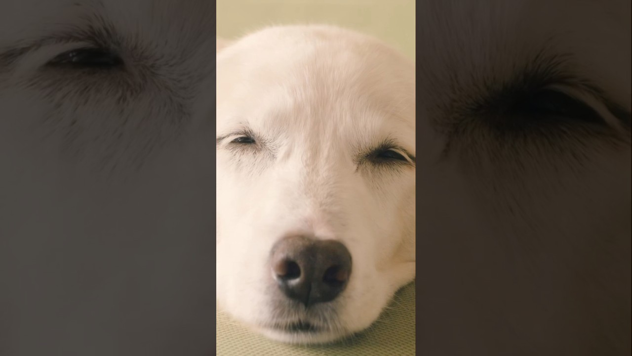 抄語 - うとうと🐕💭💤