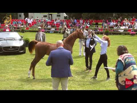 N.60 JL JERICHO - Bruges 2018 C European - Amateur Junior Colts (Class 8)