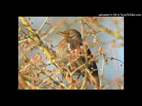 Vogelfamilie: Drosseln