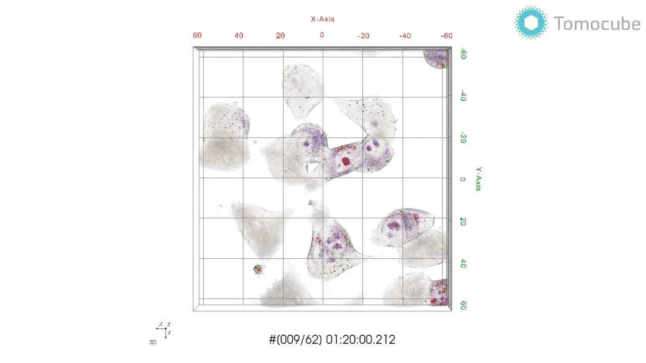 Multiple cell divisions