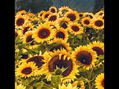 004 La Noche de los Girasoles (The Night of the Sunflowers) 2005 (dir. Jorge Sánchez-Cabezudo) R15