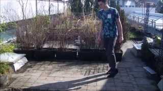 Parov Stelar - Ragtime Cat ft Lilja Bloom ( Electro Swing Dance)