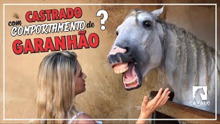 Quando o Cavalo Castrado se comporta como Garanhão. Por que isso acontece? Cavalo Youtubano