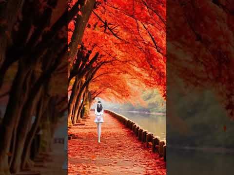 Strolling through the autumn maple forest,listening to the natural language!