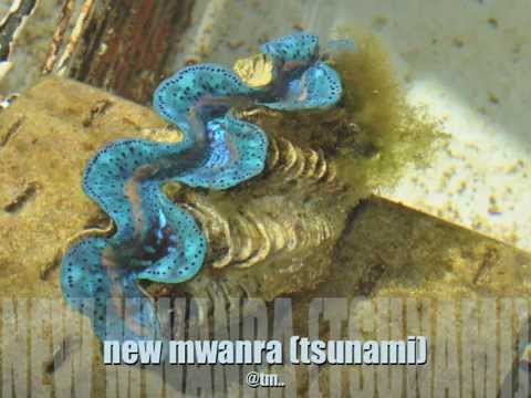 NEW MWANRA TSUNAMI - Kiribati@tm..