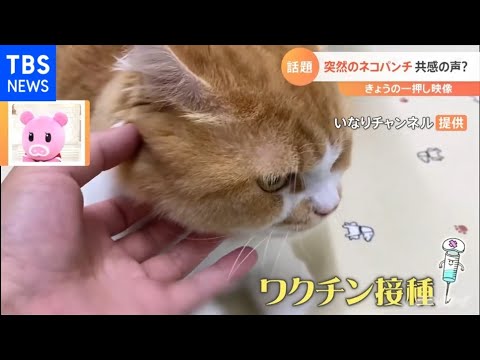 猫にワクチンを接種する方法