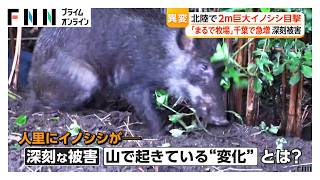 「まるでイノシシ牧場」千葉で被害急増　―“数十年に一度咲く花”が原因？【特集】（2026年09月27日）
