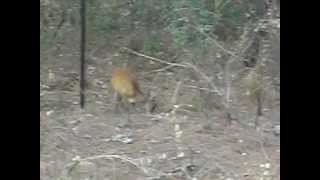 preview picture of video 'Barking deer close to my cottage at Holm Farm Heritage, Ranikhet.'