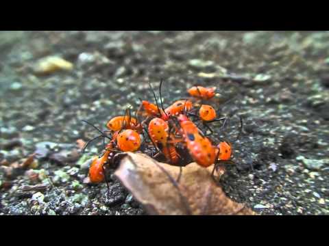 Umek vs Christian Cambas - On The Edge [1605] (Official Video)