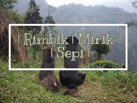 Trip to Sepi, Rimbik and Mirik || Mountains || Trekking || Noise Play