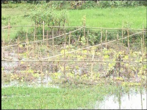 নরসিংদীতে টানা বৃষ্টিতে নষ্ট হয়ে গেছে সবজি বাগান | ETV News