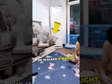 Dog figured out THIS and shocked everyone! 🤯💛
#cuteanimals #smartanimals #pets
