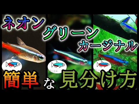 テトラ (魚)について詳しく解説