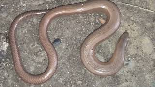 Zmije u prirodi--bezopasna zmija sljepić zalutala u drvarnicu-poslije je pobjegla od mene...