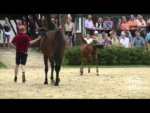 RD026 Hengstfohlen von Cascadello I   Cassini I   Corrado I Apple Geräte HD Höchste Qualität