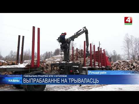 Морозы очень даже помогают. На Гомельщине продолжается борьба с буреломами, оставшимися после урагана в июле 2024-го видео