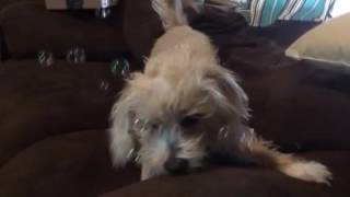 A dog and bubbles