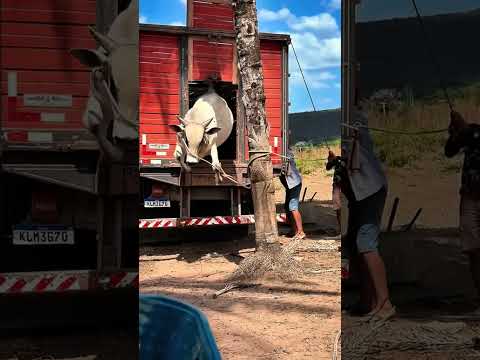 Fazenda Boa Esperança Jatobá Maranhão