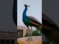 Peacock Sound
