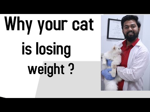 Why your Cat is losing weight ? | Weight loss reason of Cat