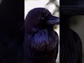 Large Black Bird #shorts