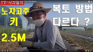 [고추재배] 강소농 고추심는 방법 /노지고추 키 2.5M /  5천근/점적관수