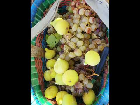 Halil Sezgin - Yeni kapıda atlılar