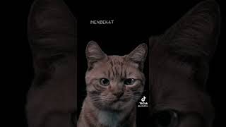 Download lagu Bondan Prakoso & fade2black - Bunga @qidalbtco mp3 Download lagu Bondan Prakoso & fade2black - Bunga @qidalbtco mp3