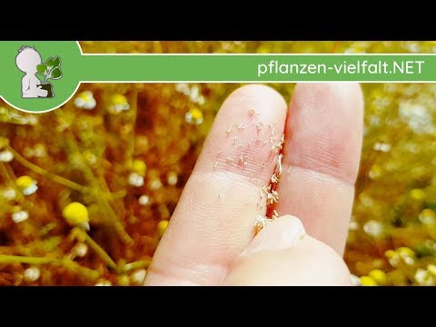 Echte Kamille - Früchte/Samen - 12.06.18 (Matricaria chamomilla) - essbare Wildkräuter Bestimmung