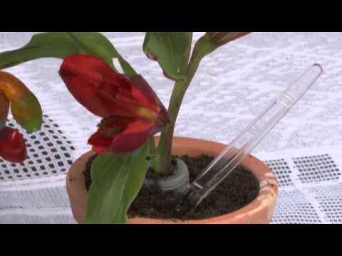 20/09/2013 Mulher.com -  Exposição de Flores