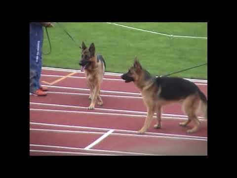 2005 SV BSZS VA3 Erasmus van Noort