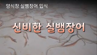 신비한 실뱀장어 양식장 입식
