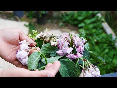繡球花 風水