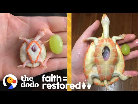 , title : 'Exposed Heart Turtle Flaps Her Arms Whenever Her Dad Comes Near Her Tank | The Dodo Faith = Restored'