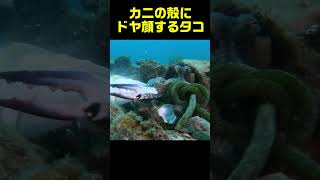 カニの脱皮殻を捕まえてドヤ顔のタコ