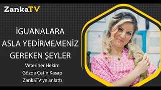 Veteriner Hekimim - İguanalara Asla Yedirmemeniz Gereken Besinler! #iguana #igua