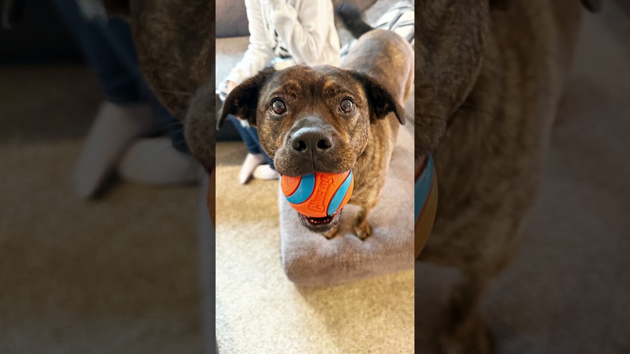 Enlarge Nesta - cuddly lap dog, so sweet!, a ADOPTABLE mixed breed in Oshkosh, WI video 3/6