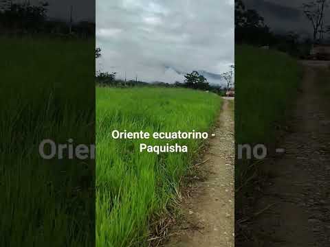 Oriente Ecuatoriano Paquisha -Zamora Chinchipe Youtube!!!
