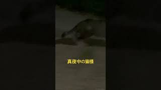 真夜中の猫様 #猫